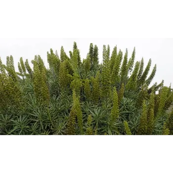 Organic Cyperus Rotundus